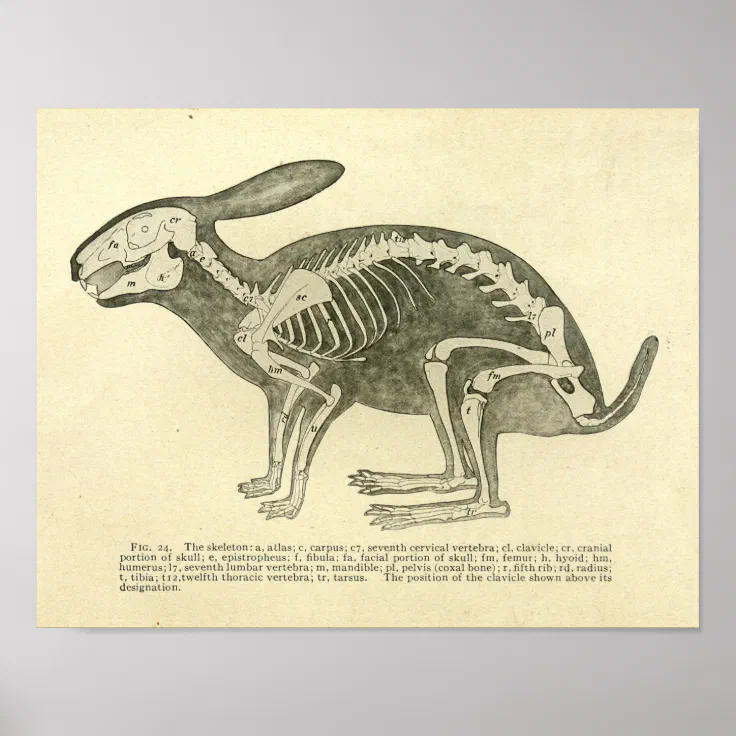 Rabbit Skeleton Anatomy Vintage Veterinary Print | Zazzle