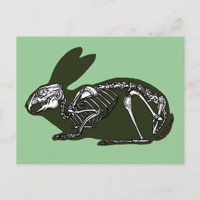 rabbit skeleton postcard (Front)