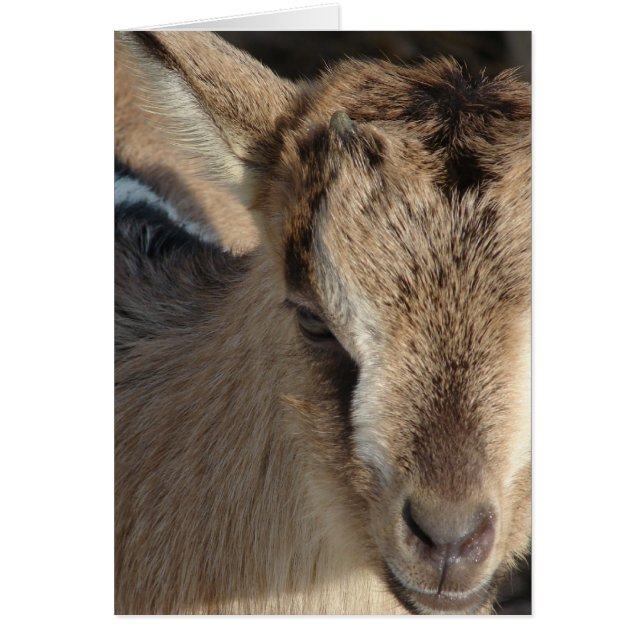 Rabbit the Goat Cards (Front)
