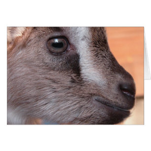 Rabbit The Goat Cards