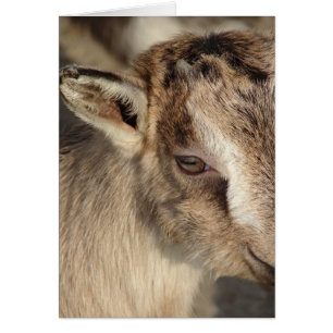 Rabbit the Goat Cards