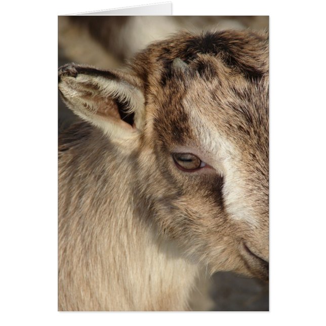 Rabbit the Goat Cards (Front)