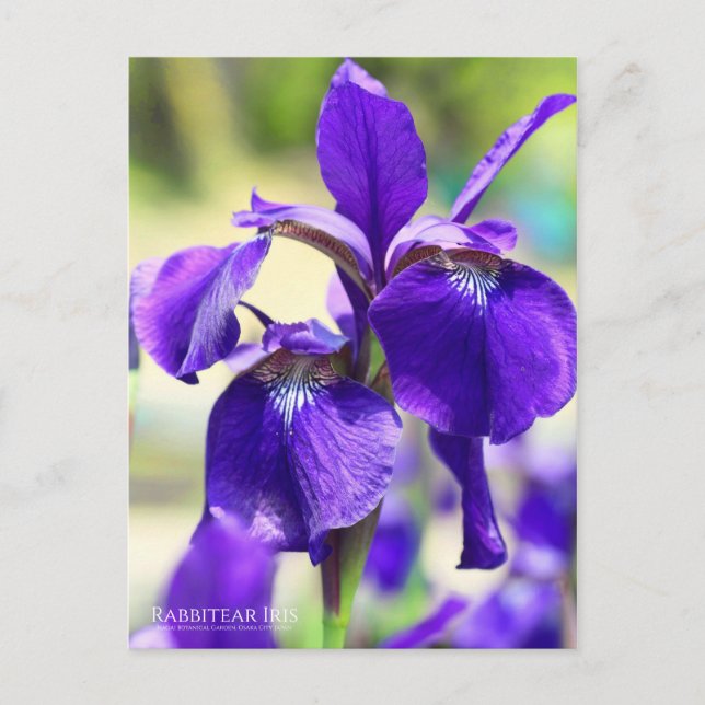 Rabbitear Iris Postcard (Front)