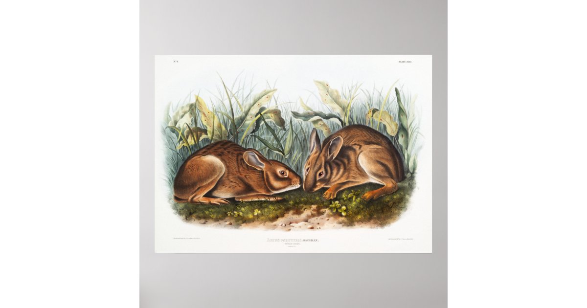 Rabbits Illustration Poster | Zazzle