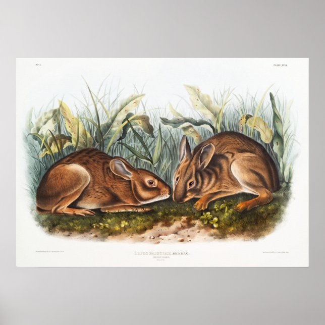 Rabbits Illustration Poster (Front)