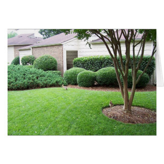 Rabbits playing on lawn