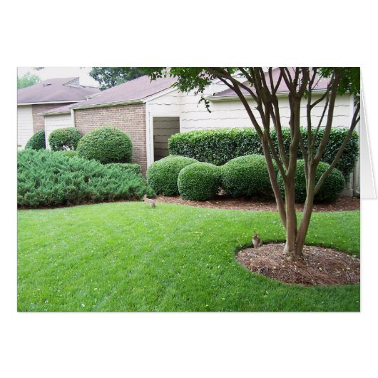 Rabbits playing on lawn (Front Horizontal)