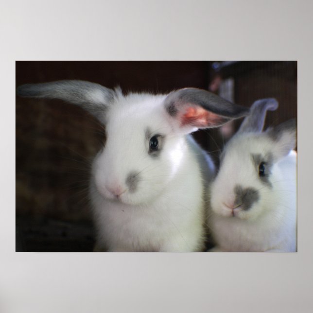 Rabbits Poster (Front)