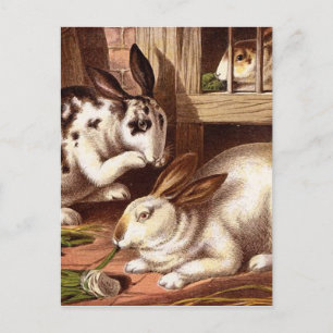 Rabbits Vintage Illustration Postcard