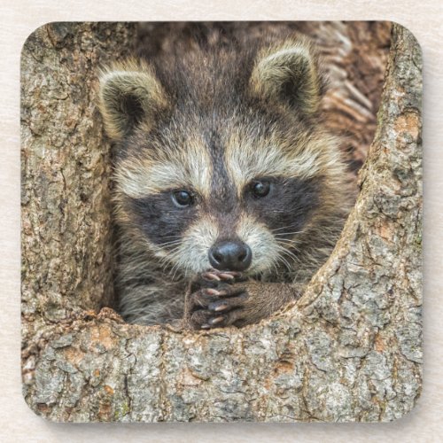 Raccon Nestled Inside a Tree Hollow Beverage Coaster