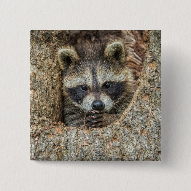Raccon Nestled Inside a Tree Hollow Button (Front)