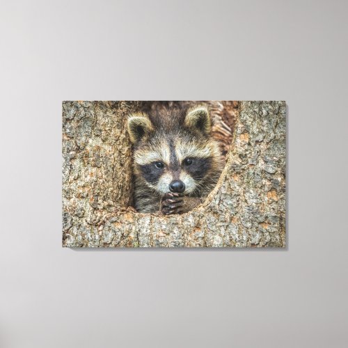 Raccon Nestled Inside a Tree Hollow Canvas Print