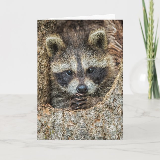 Raccon Nestled Inside a Tree Hollow Card (Front)