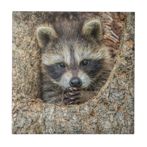 Raccon Nestled Inside a Tree Hollow Ceramic Tile