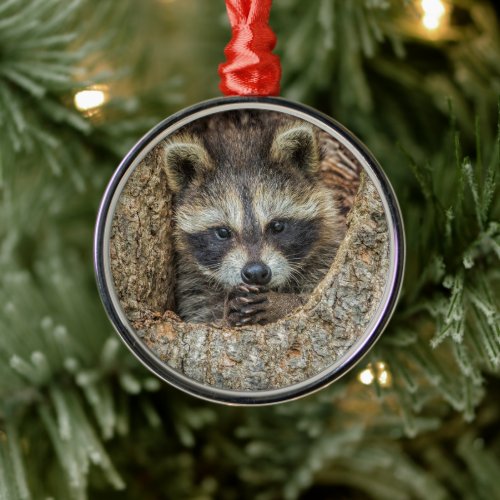 Raccon Nestled Inside a Tree Hollow Metal Ornament