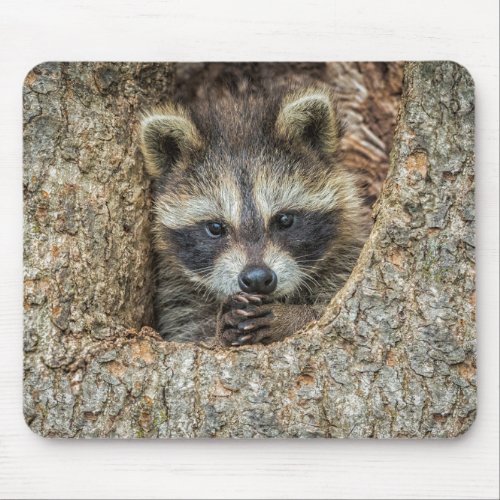Raccon Nestled Inside a Tree Hollow Mouse Pad