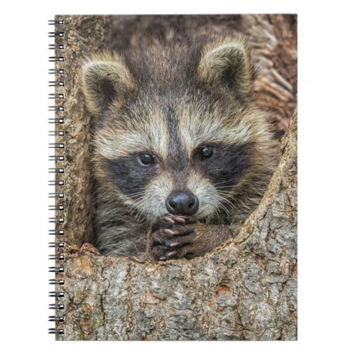 Raccon Nestled Inside a Tree Hollow Notebook