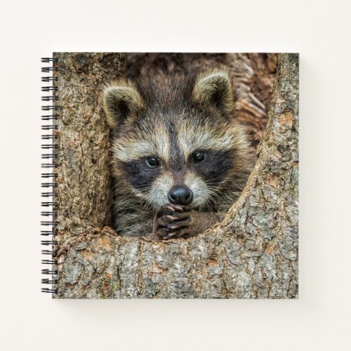 Raccon Nestled Inside a Tree Hollow Notebook