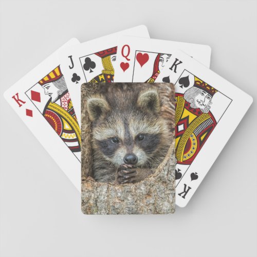 Raccon Nestled Inside a Tree Hollow Playing Cards