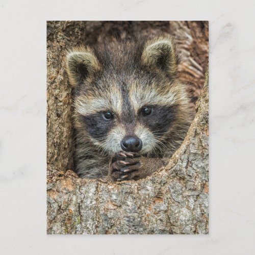 Raccon Nestled Inside a Tree Hollow Postcard