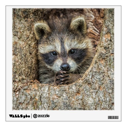 Raccon Nestled Inside a Tree Hollow Wall Decal