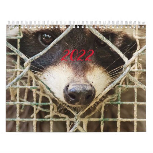 raccon on calendar