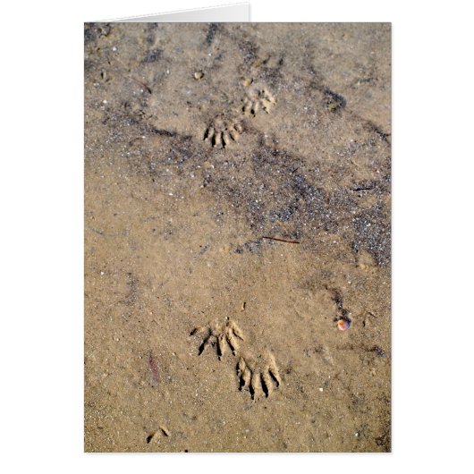 Raccon Tracks on Caladesi Island Beach Cards (Front)