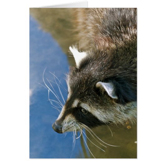 Raccoon (Front)