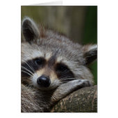 Raccoon (Front)