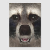 Raccoon (Front)