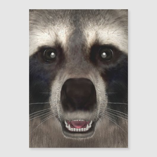 Raccoon (Front)