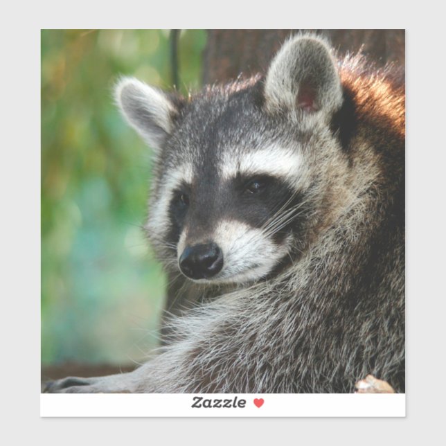 Raccoon 001 sticker (Sheet)