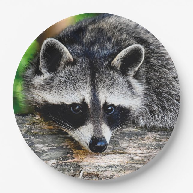 Raccoon 003 paper plates (Front)
