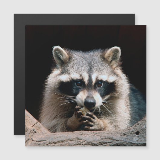 Raccoon 004 (Front/Back)