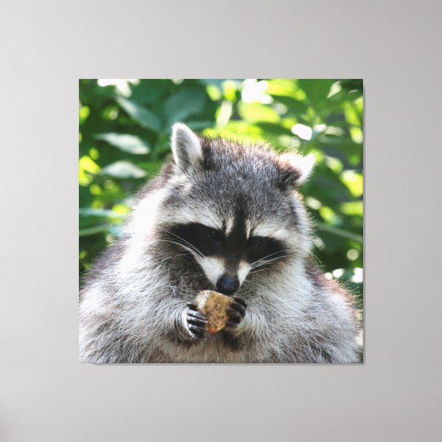 Raccoon 004 canvas print (Front)