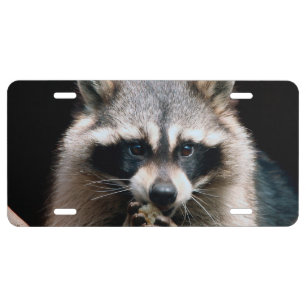 Raccoon 004 license plate