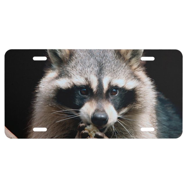 Raccoon 004 license plate (Front)