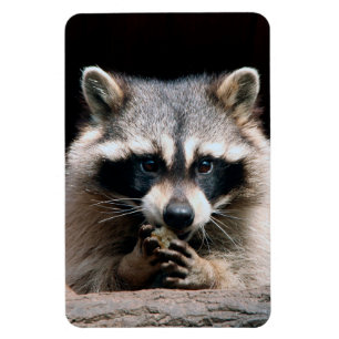 Raccoon 004 magnet