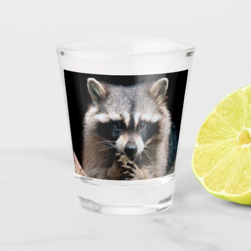 Raccoon 004 shot glass
