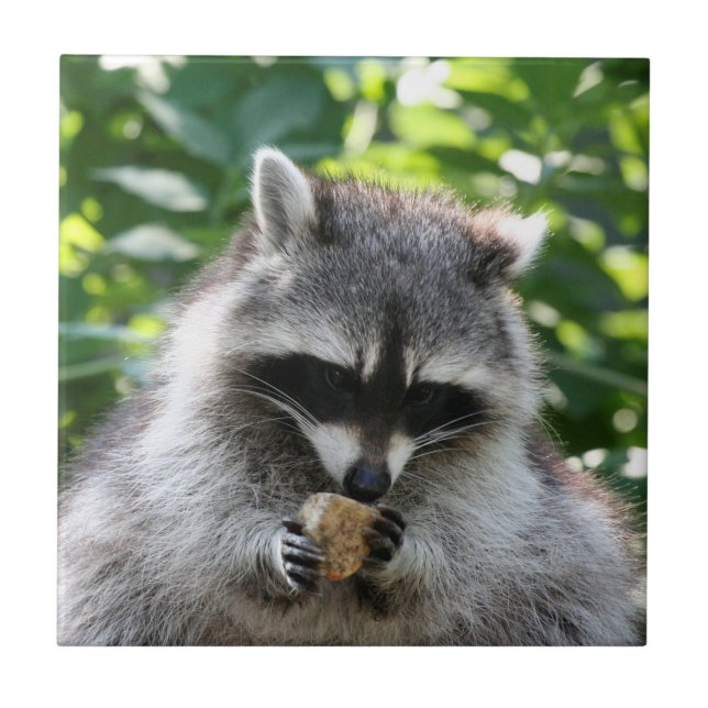Raccoon 004 tile (Front)