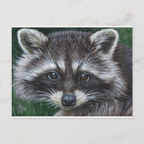 Raccoon 3 postcard