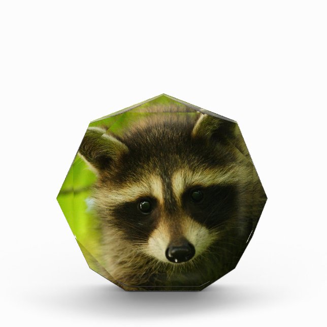 raccoon award (Front)