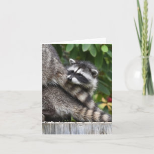 Raccoon Babies! Card