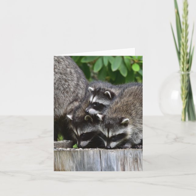 Raccoon Babies! Card (Front)