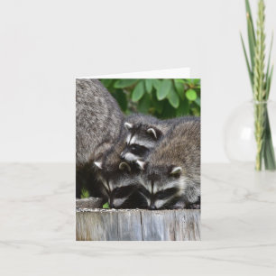 Raccoon Babies! Card