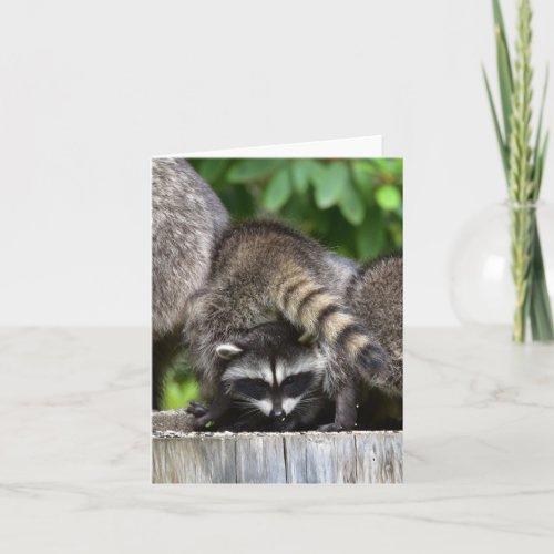 Raccoon Babies Card