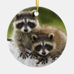 Raccoon Babies Ceramic Ornament