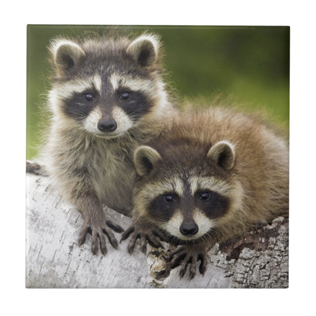 Raccoon Babies Ceramic Tile (Front)