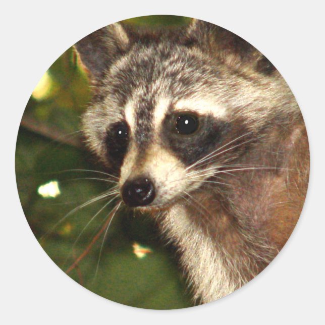 Raccoon "Bandit" Sticker (Front)