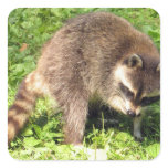 Raccoon Bathing Stickers
